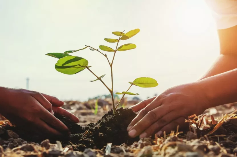 Media Name: tree-planting-hands-iStock-1124959991.jpg