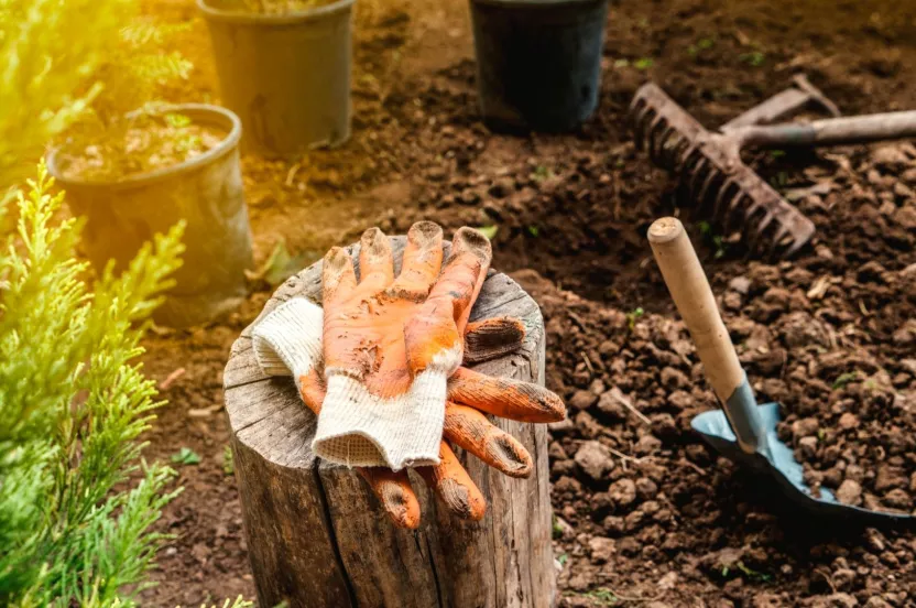 Media Name: tree-stump-gloves-iStock-945506032.jpg