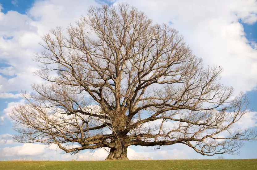 Media Name: white-oak-iStock-94986866.jpg