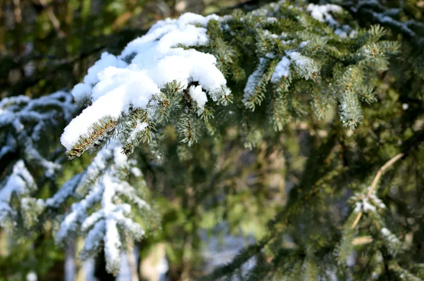 Media Name: white-spruce.jpg