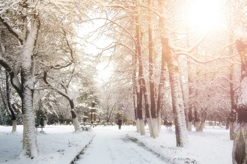 Media Name: winter-tree-alley-park.jpg