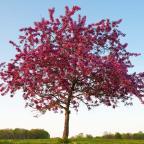 Crabapple tree