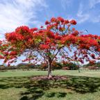 Chinese flame tree