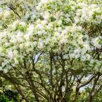 Fringe tree