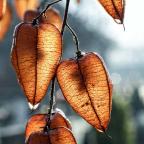 Koelreuteria shade tree