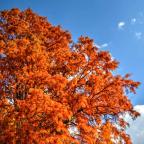 Maple tree in the fall.