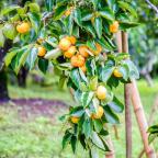 Persimmon tree