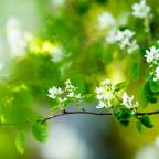 Serviceberry tree