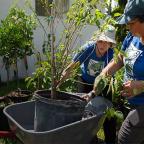 Two women with a containerized tree in a wheelbarrow.